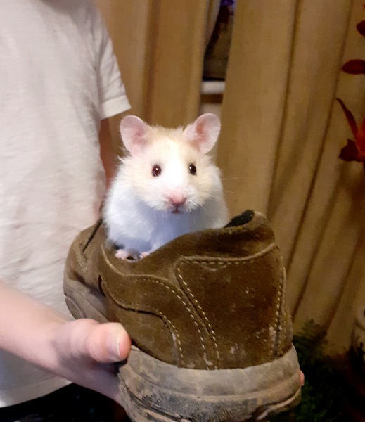 Pet shop mis-sexed hamster