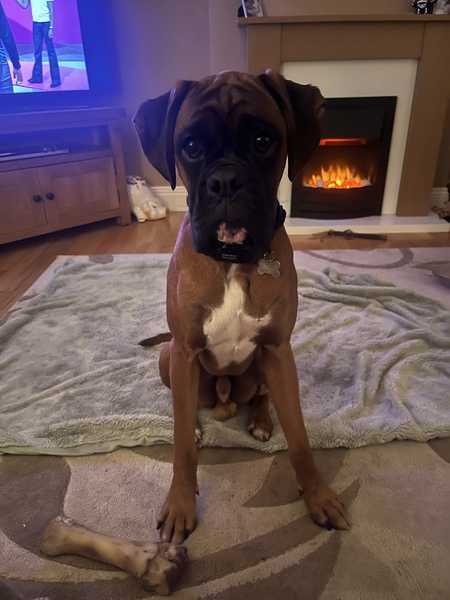 Can you suggest a breed for us?