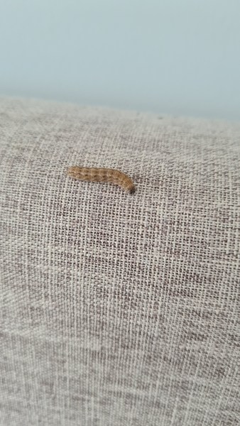 Can someone help me identify this creature?