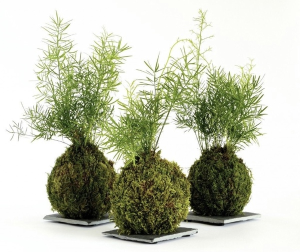 Recommend me a really really easy to look after houseplant