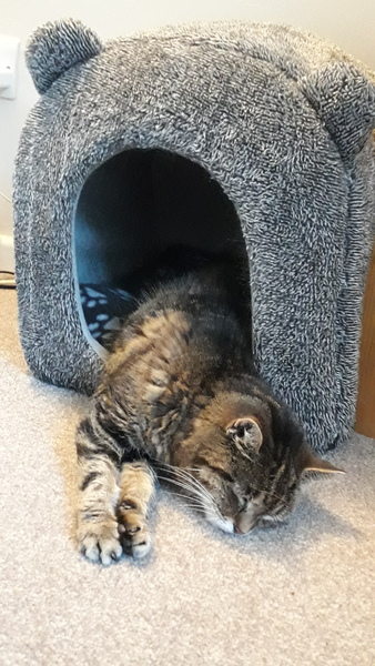 Rescue cat refusing all comforts