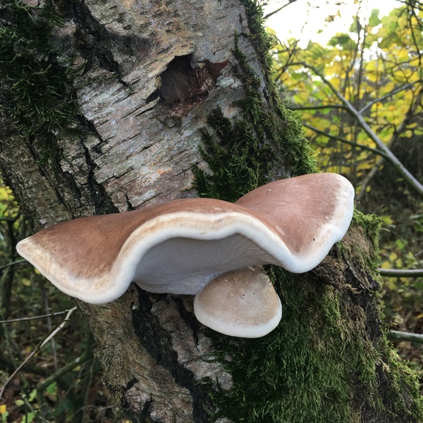 Any Witches Here? Part 15