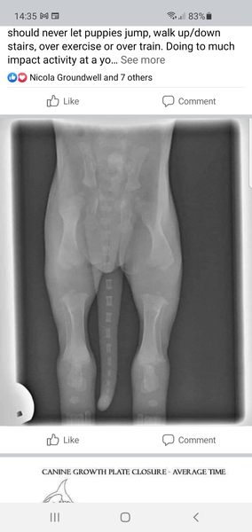 Talk to me about whippet puppies 😁