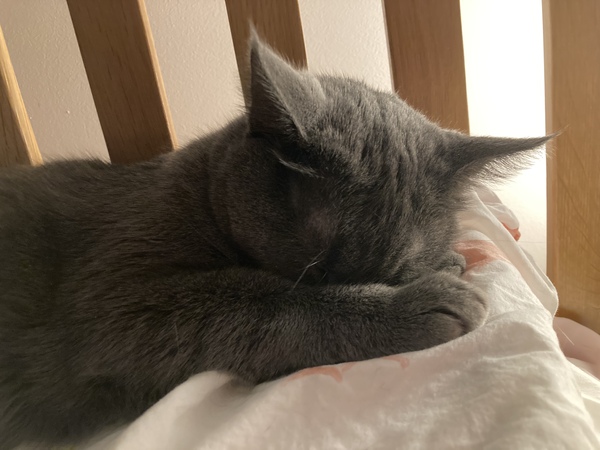 Do your cats sleep in your bedroom?