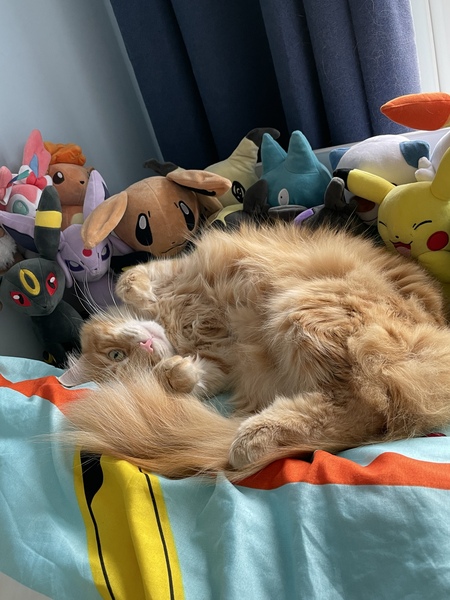 Maine Coons