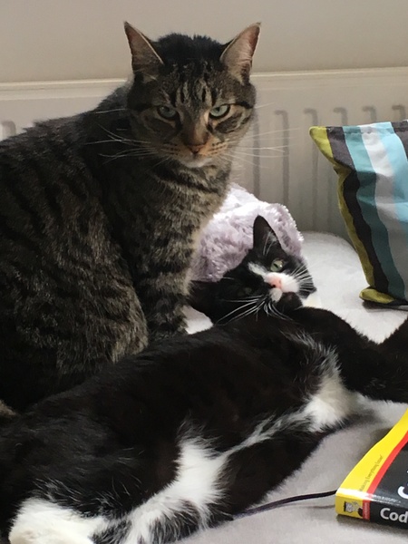 How close are your cats?