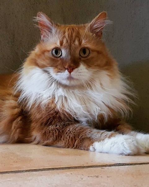 To wonder what your cat/s is called