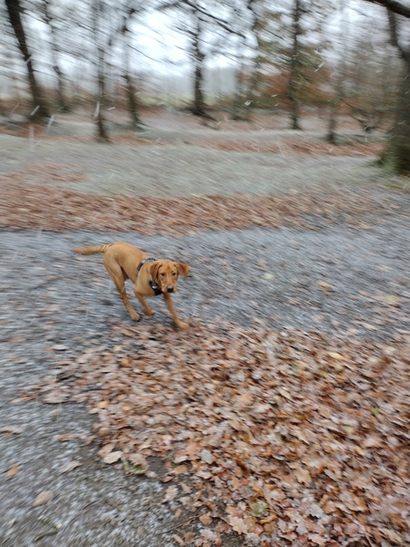 Puppy survival thread. Nov. Read this and buy a hamster instead