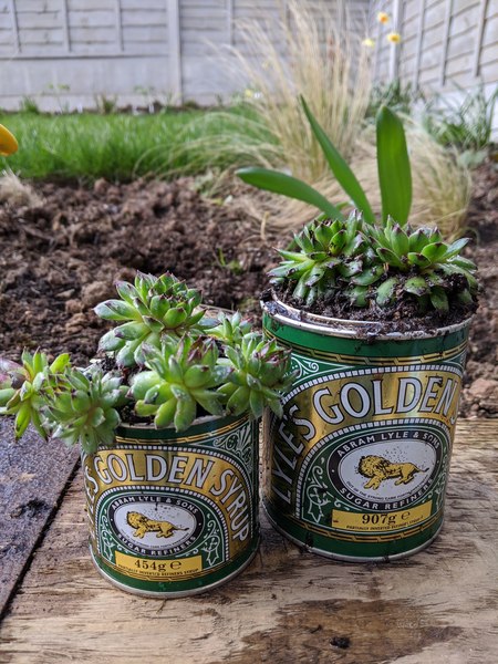 Golden syrup tins WTF