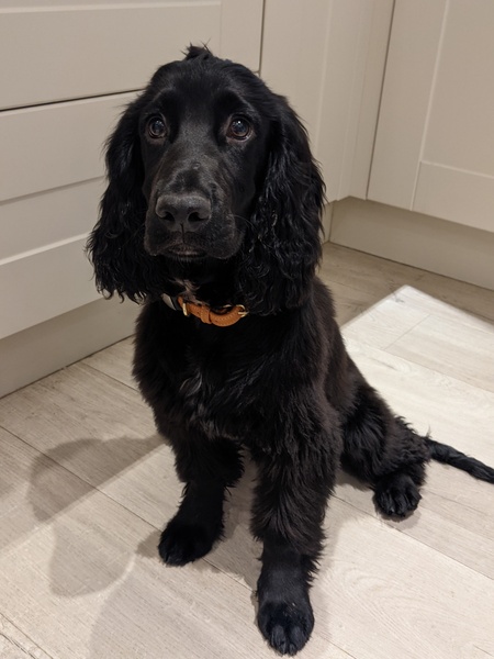 Puppy survival thread. Oct/Nov fireworks!
