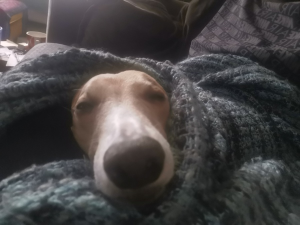 Italian Greyhound