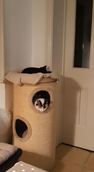 I've decided to keep him. What can I say...