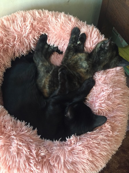 Cat people help me price this toy.