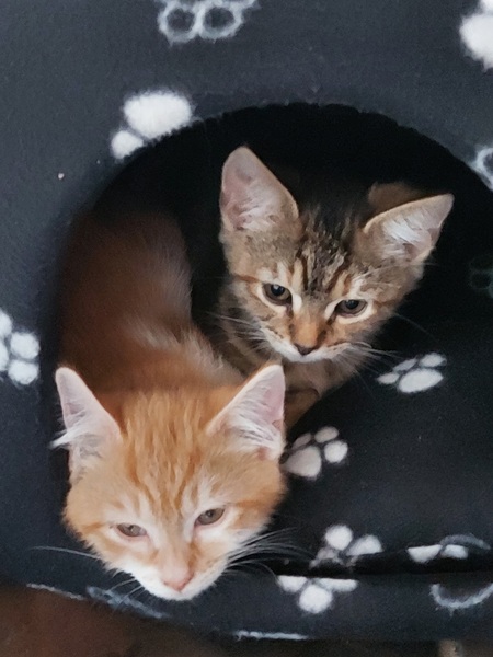 Travel with kittens