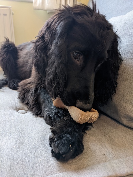 Puppy survival thread. Oct/Nov fireworks!