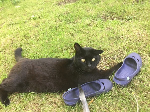 Ode to a Panther (sad)