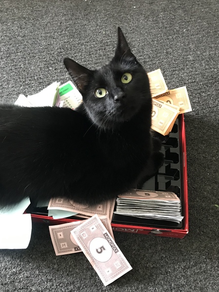 To wonder what your cat/s is called