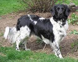 Can you suggest a breed for us?