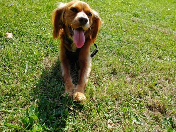 Which dog stops you in your tracks?