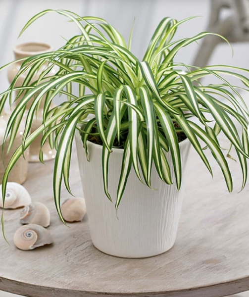 I need a house plant that doesn't die easily