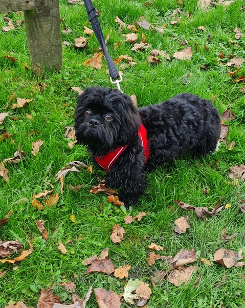 Puppy survival thread. Nov. Read this and buy a hamster instead