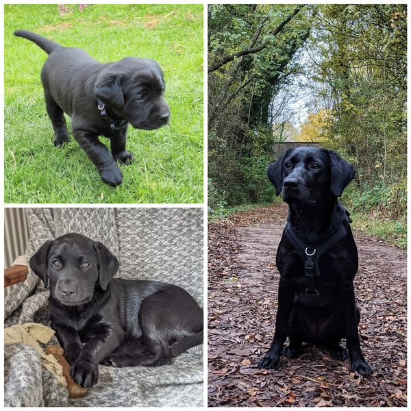 Puppy survival thread. Oct/Nov fireworks!