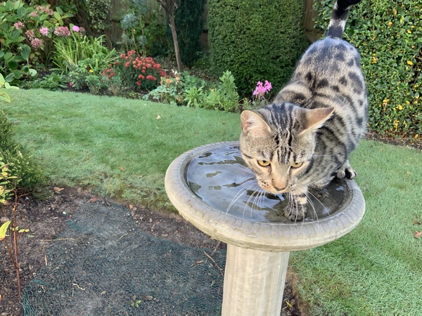 Bengal biting - where’s the ‘off’ button