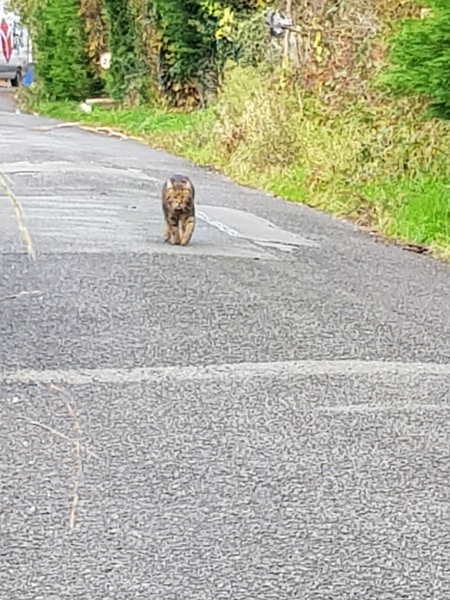Thug cat part 4.  After all, it's not my Axminster.