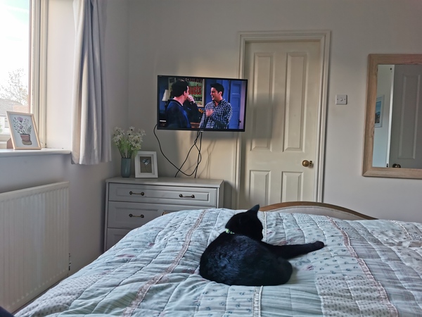 Do your cats sleep in your bedroom?