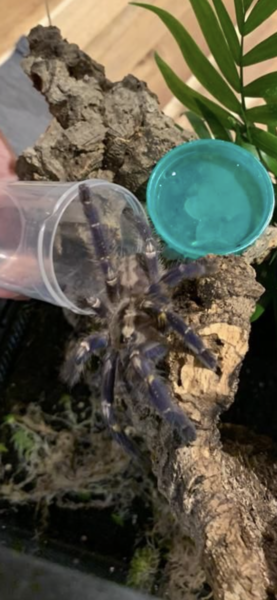 I'm a tarantula AMA (selfie included)