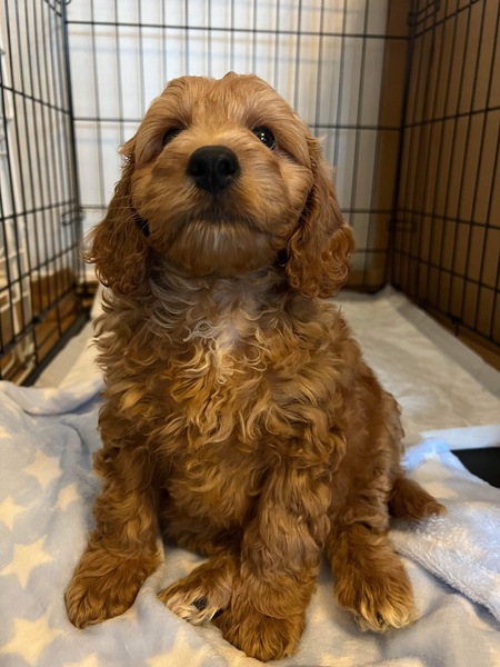 Puppy survival thread. Nov. Read this and buy a hamster instead