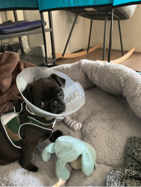 Upset about puppy op