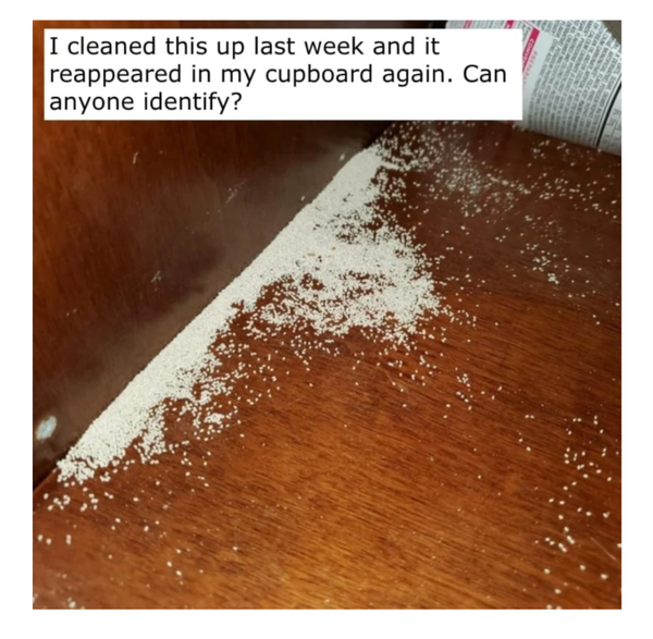 To burn the house down (infestation???)