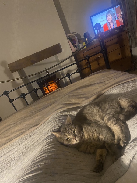 Do your cats sleep in your bedroom?