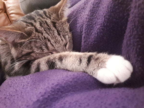 Cat on the sofa