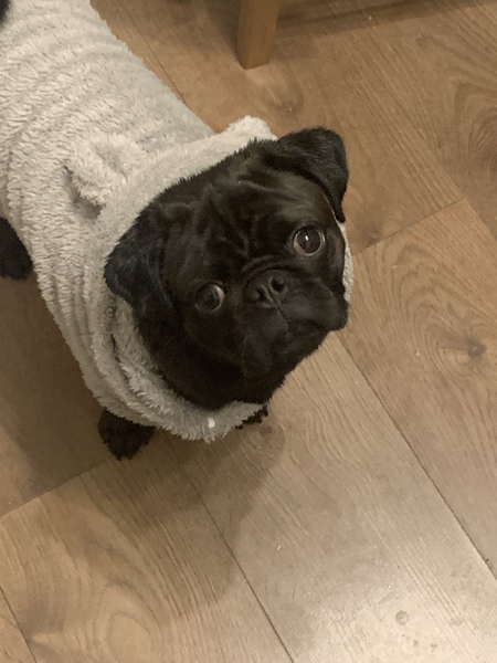 Upset about puppy op