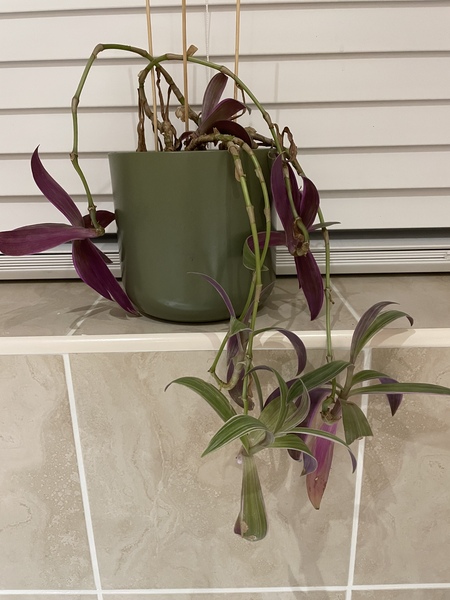 Can anyone tell me what this plant is?