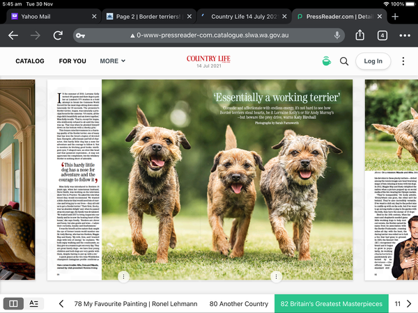 Border terriers!