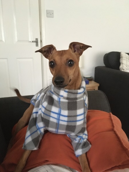 Italian Greyhound