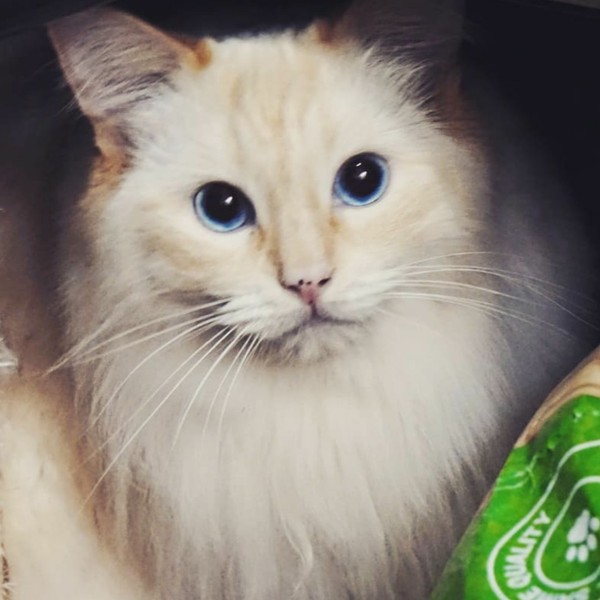 To wonder what your cat/s is called