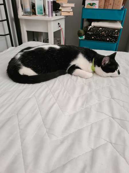 Is boy-kitten going to be huge?!
