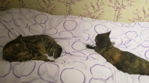 Introducing older cats to each other