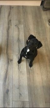 Just found out that puppy is partly a banned breed