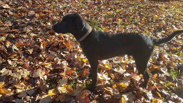 Puppy survival thread. Oct/Nov fireworks!