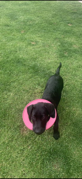 Puppy survival thread. Oct/Nov fireworks!
