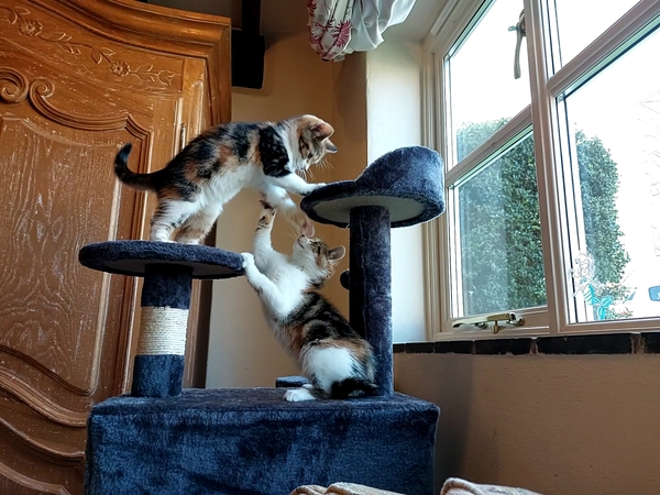 Help - two new kittens, one not thriving