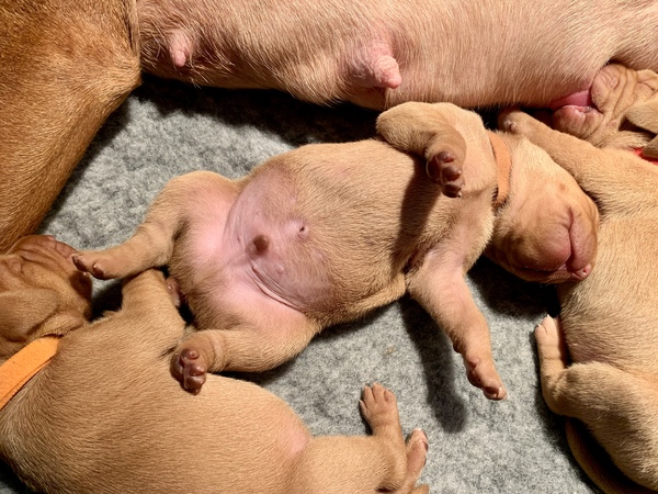 I’ve (responsibly) bred a litter of puppies and I need a naming theme!