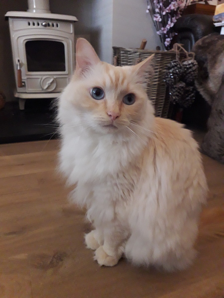 Chronic Pain- Daily chat drop in thread #2 All welcome