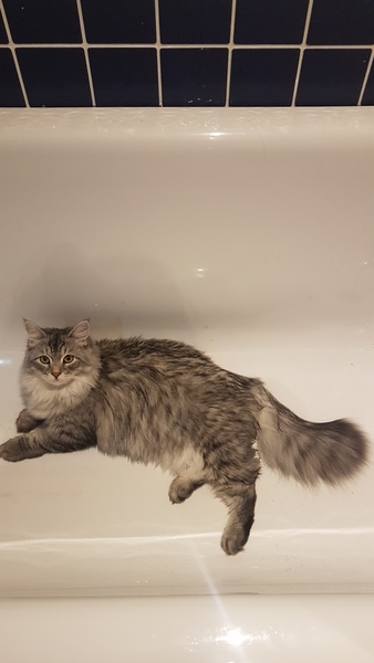 Would love to know my cat’s parentage