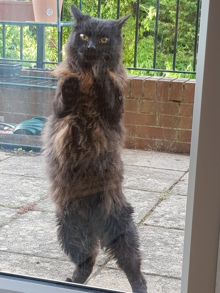 My cat would be outraged.
